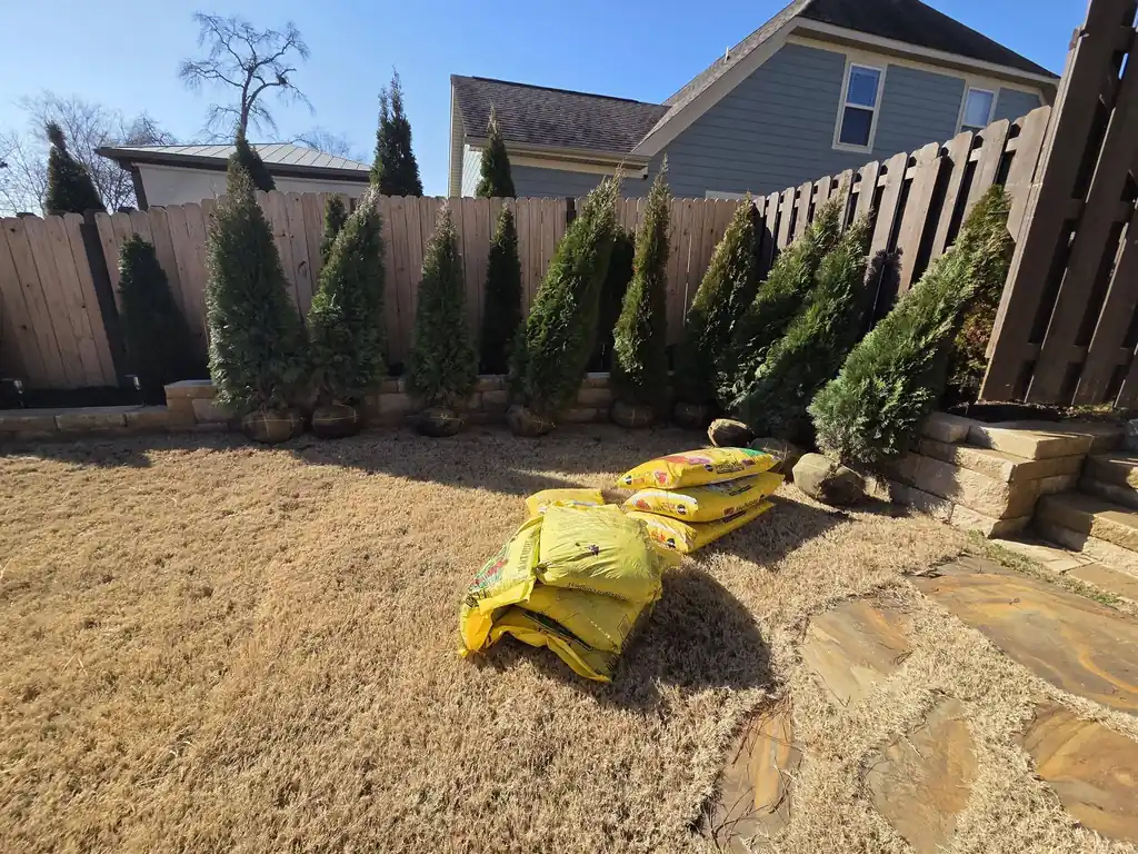 Row of arborvitae planted along a privacy fence in Cleveland, Tennessee